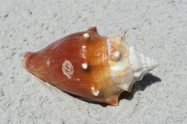 Seashell Písečném Pozadí Pobřeží Floridy Detailní Záběr — Stock fotografie