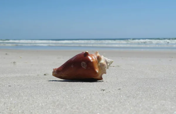 stock image Beautiful seashell in Atlantic ocean coast of North Florida