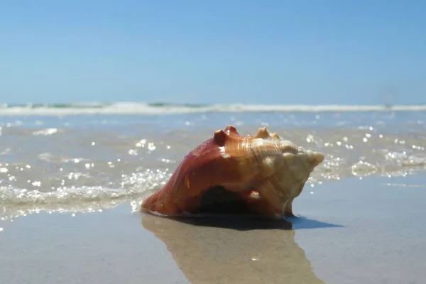 佛罗里达州北部大西洋沿岸美丽的贝壳 免版税图库照片