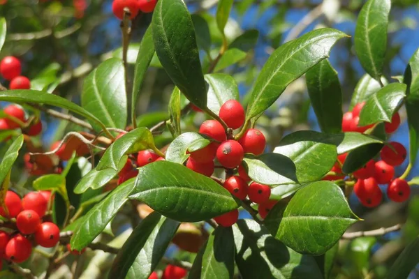 stock image Mastic tree with red berries on blue sky background in Florida nature