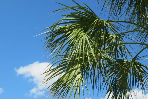 Palm Tree Blue Sky Background Florida Nature — Stock Photo, Image