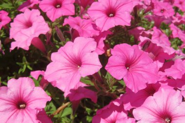 Florida doğasında güzel pembe petunya çiçekleri, yakın plan