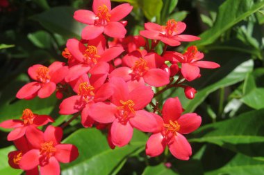 Florida zoolojik bahçesinde kırmızı jatrofa çiçekleri, yakın plan.