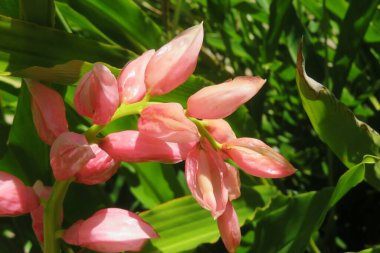 Florida zoolojik bahçesinde güzel pembe dağçiçeği, yakın plan.