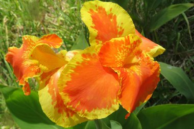 Florida doğasında güzel turuncu zambaklar (canna indica) 