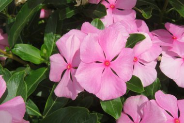 Florida zoolojik bahçesinde güzel pembe madagaskar menekşesi