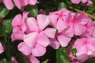 Florida zoolojik bahçesinde güzel pembe madagaskar menekşesi