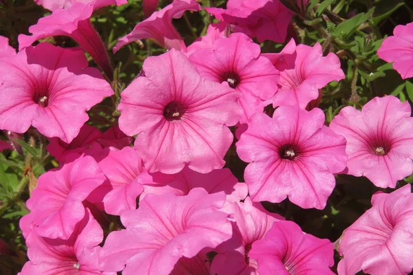 Primer Plano Hermosas Flores Petunia Rosa Naturaleza Florida —  Fotos de Stock