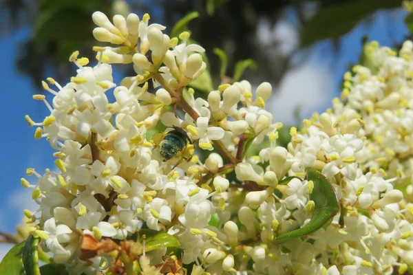 Florida Doğasında Bir Çalılıkta Açan Ligustrum Vulgare Çiçekleri — Stok fotoğraf