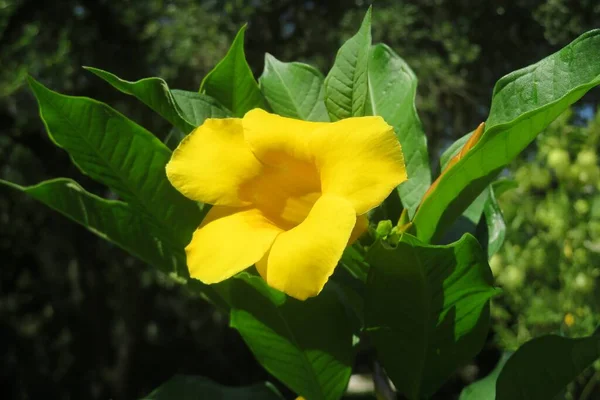 Schöne Allamanda Blume Zoologischen Garten Von Florida — Stockfoto