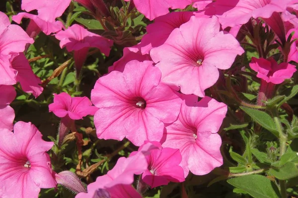 Hermosas Flores Petunia Rosa Naturaleza Florida Primer Plano —  Fotos de Stock