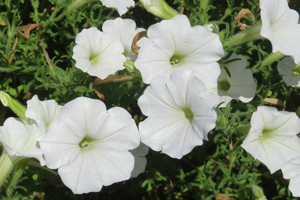 Hermosas Flores Petunia Blanca Naturaleza Florida —  Fotos de Stock