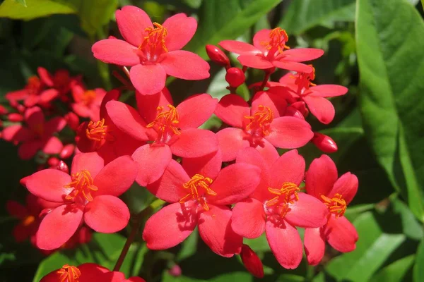 stock image Red jatropha flowers in Florida zoological garden, closeup