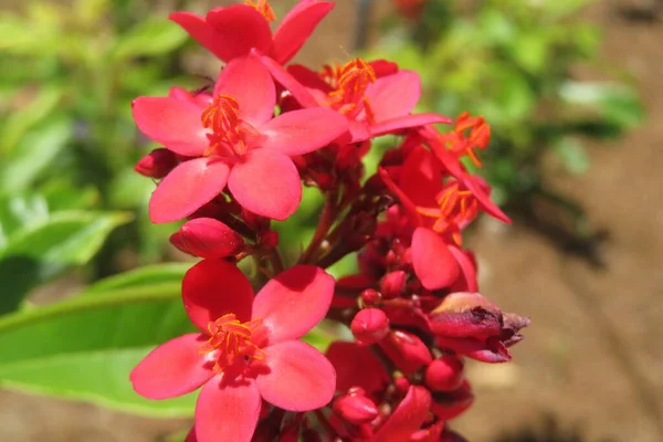 Piękne Czerwone Latropha Kwiaty Ogrodzie Zoologicznym Florydzie Zbliżenie — Zdjęcie stockowe