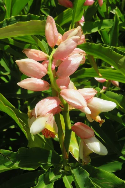 Piękne Różowe Kwiaty Alpinii Ogrodzie Zoologicznym Florydzie Zbliżenie — Zdjęcie stockowe