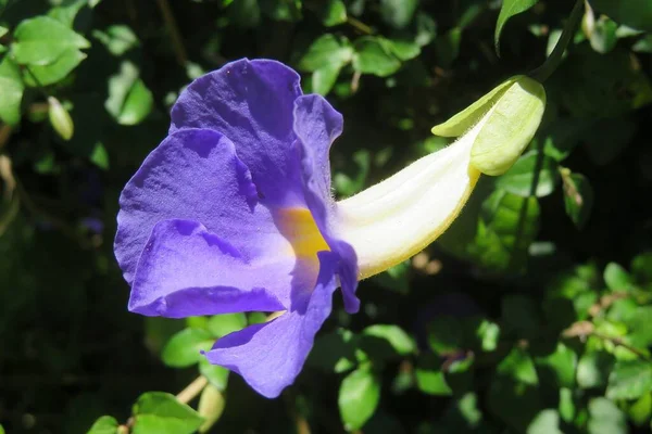 Blue flower in Florida nature, closeup