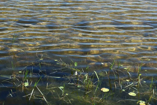 Florida Doğasında Nehir Bitkileriyle Altyapısı — Stok fotoğraf