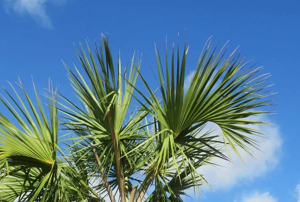 Palmboom Takken Blauwe Lucht Achtergrond Florida Natuur — Stockfoto
