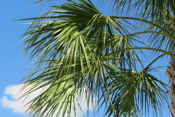 Palm Tree Branches Blue Sky Background Florida Nature — Stock Photo, Image