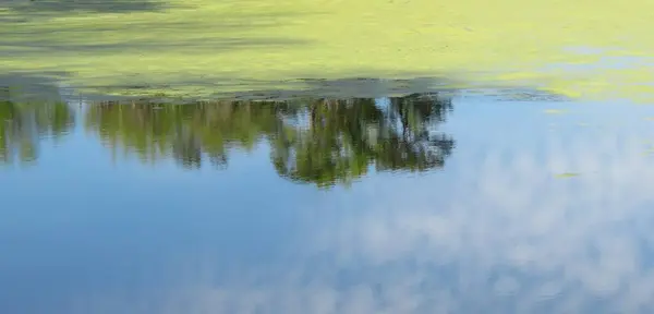 Синий Водный Фон Небом Деревьями Природе Флориды — стоковое фото
