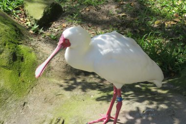 Florida 'da beyaz kaşık faturası vahşi, yakın plan
