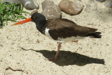 Florida hayvanat bahçesinde turuncu gagalı kahverengi kuş