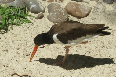Florida hayvanat bahçesinde turuncu gagalı kahverengi kuş
