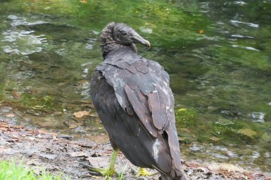 Florida doğasında kara amerikan akbabası