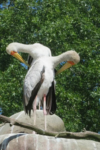 Cigüeñas Pico Amarillo Zoológico Florida — Foto de Stock