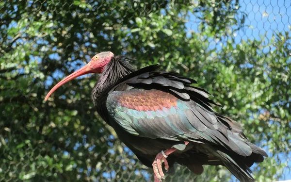 Northern Bald Ibis Geronticus Eremita Nello Zoo Della Florida — Foto Stock