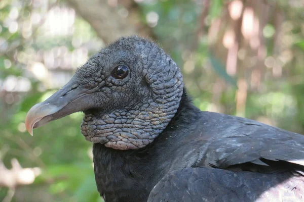 Avvoltoio Nero Americano Florida Natura — Foto Stock