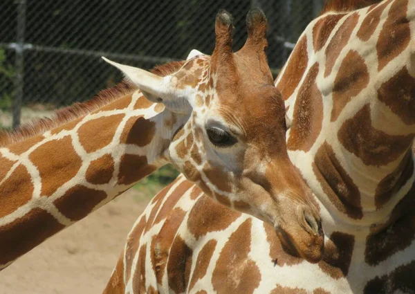 Florida hayvanat bahçesindeki bebek zürafa, yakın plan. 