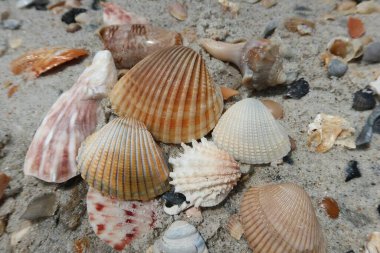 Kuzey Florida 'nın Atlantik kıyısındaki güzel deniz kabukları