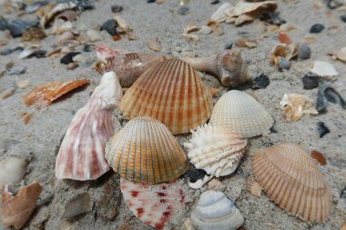 Kuzey Florida 'nın Atlantik kıyısındaki güzel deniz kabukları