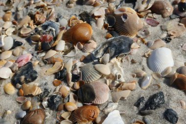 Kuzey Florida 'nın Atlantik kıyısındaki deniz kabukları