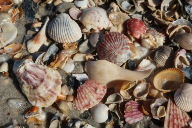 Kuzey Florida 'nın Atlantik kıyısındaki deniz kabukları