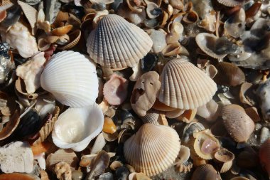 Kuzey Florida 'nın Atlantik kıyısındaki deniz kabukları