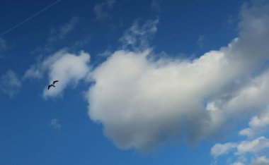 Gökteki martı ve Florida sahilindeki bulutlar