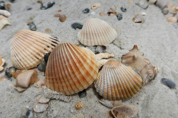 Belle Conchiglie Sulla Spiaggia Nella Costa Atlantica Del Nord Della — Foto Stock