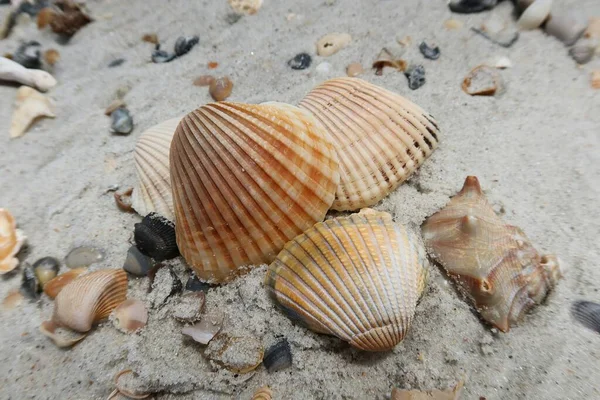 Beautiful Seashells Beach Atlantic Coast North Florida — Stock Photo, Image