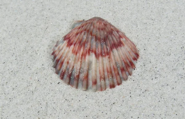 Bella Conchiglia Colorata Sfondo Sabbia Nella Costa Atlantica Del Nord — Foto Stock