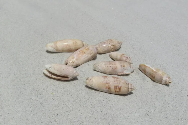 Песочном Фоне Атлантическом Побережье Северной Флориды Бежевые Моржи — стоковое фото