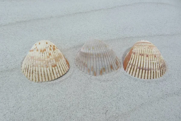 Bella Conchiglia Leggera Sfondo Sabbia Nella Costa Atlantica Del Nord — Foto Stock
