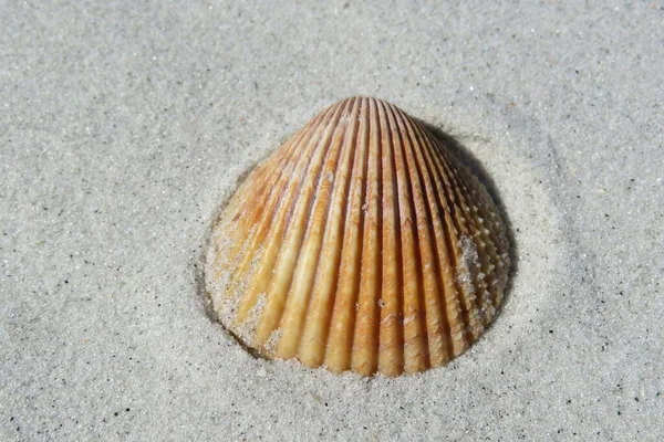 Sárga Kagyló Homok Háttér Florida Beach Közelkép — Stock Fotó