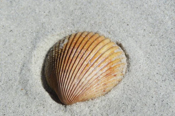 フロリダビーチの砂の背景にある黄色の貝殻 クローズアップ — ストック写真