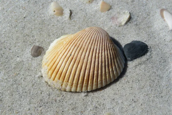 Conchiglia Gialla Sfondo Sabbia Florida Spiaggia Primo Piano — Foto Stock