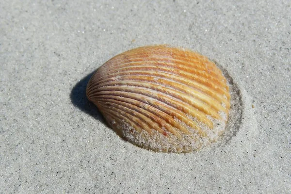 佛罗里达海滩沙滩上的黄海贝壳 — 图库照片