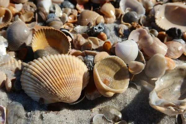 Kuzey Florida Nın Atlantik Kıyısındaki Deniz Kabukları — Stok fotoğraf