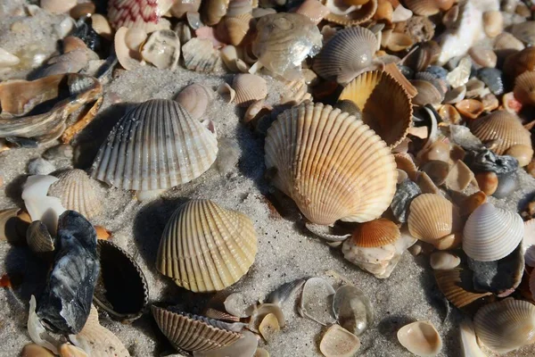 Kuzey Florida 'nın Atlantik kıyısındaki deniz kabukları