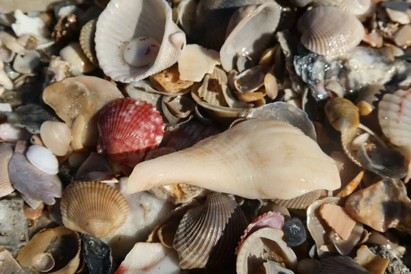Seashells Sulla Spiaggia Nella Costa Atlantica Del Nord Della Florida — Foto Stock